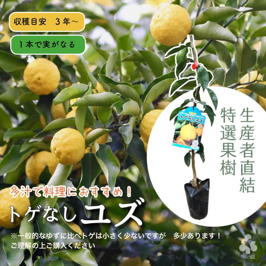 4 25再入荷 特選果樹苗 トゲなしユズ 送料込 Togenasi Yuzu 花じょう園シヨツプ 通販 Yahoo ショッピング