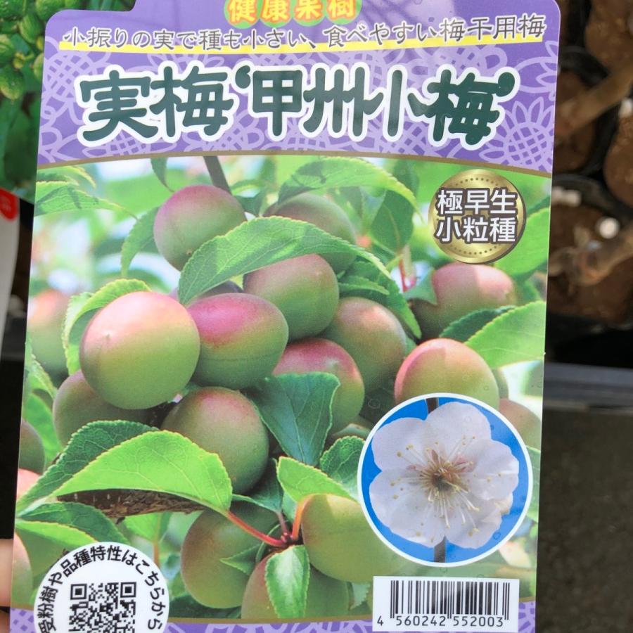 梅の木　南高梅、甲州小梅　2本セット　実付き 梅2種受粉樹セット 甲州小梅＆白加賀 : 花じょう園シヨツプ - 通販