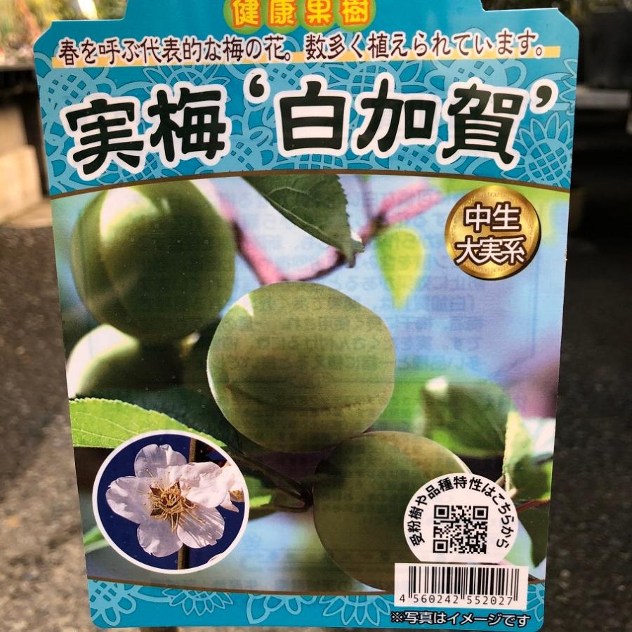 南高梅・白加賀果樹苗2本セット 南高梅・白加賀果樹苗2本セット 南高梅