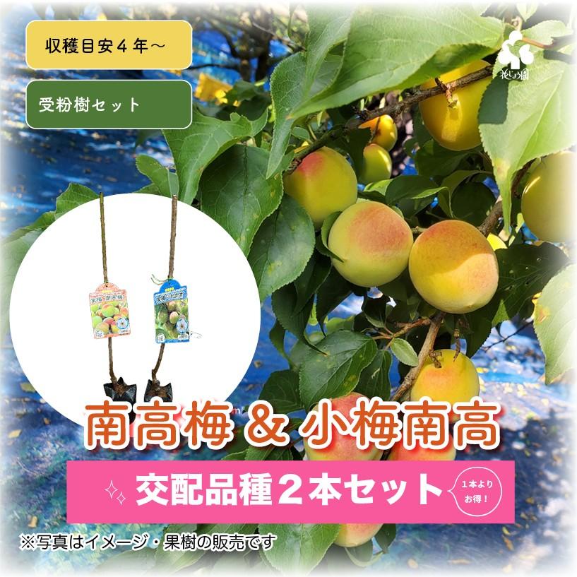 小粒南高＆南高梅 梅2種受粉樹セット : 花じょう園シヨツプ - 通販