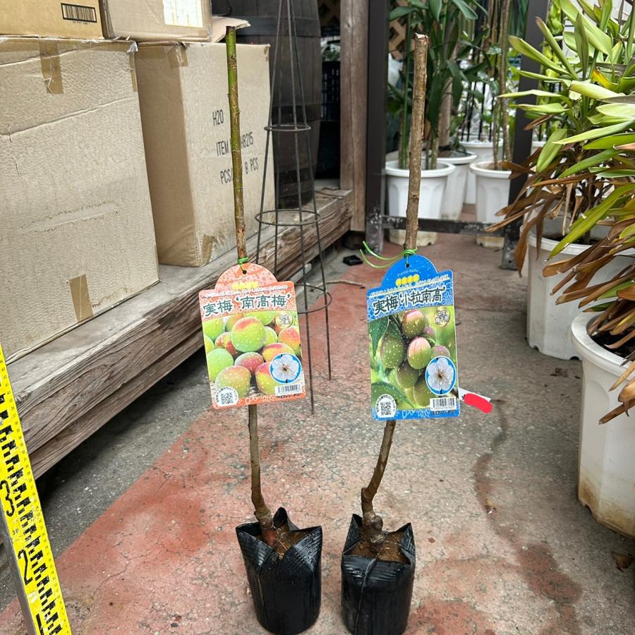小粒南高＆南高梅 梅2種受粉樹セット : 花じょう園シヨツプ - 通販