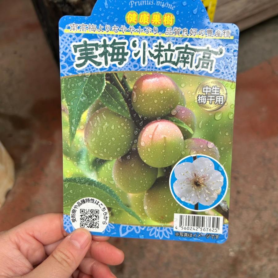 小粒南高＆南高梅 梅2種受粉樹セット : 花じょう園シヨツプ - 通販