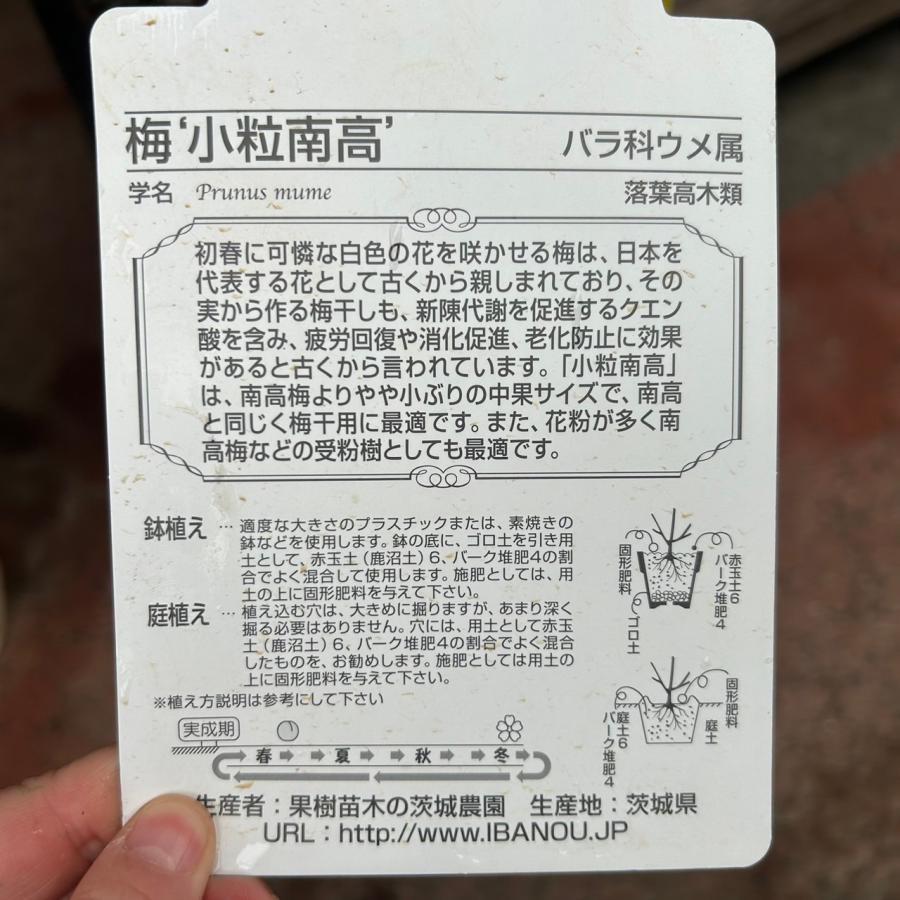 小粒南高＆南高梅 梅2種受粉樹セット : 花じょう園シヨツプ - 通販