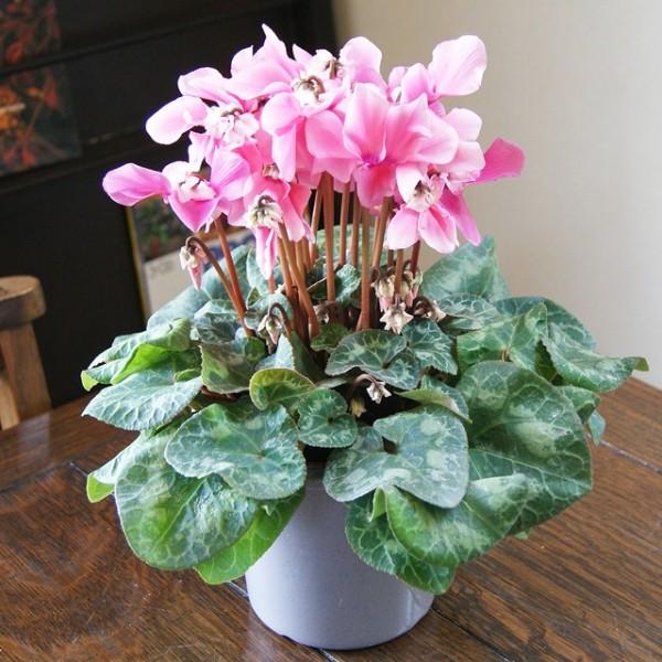 シクラメン 冬桜 5寸鉢 : 花ギフト山形産果物野菜花樹有 - 通販