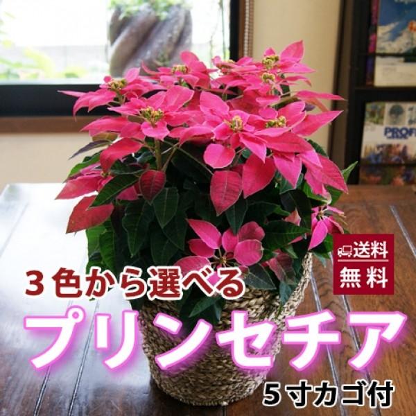 うのにもお得な プリンセチア 3色から選べる