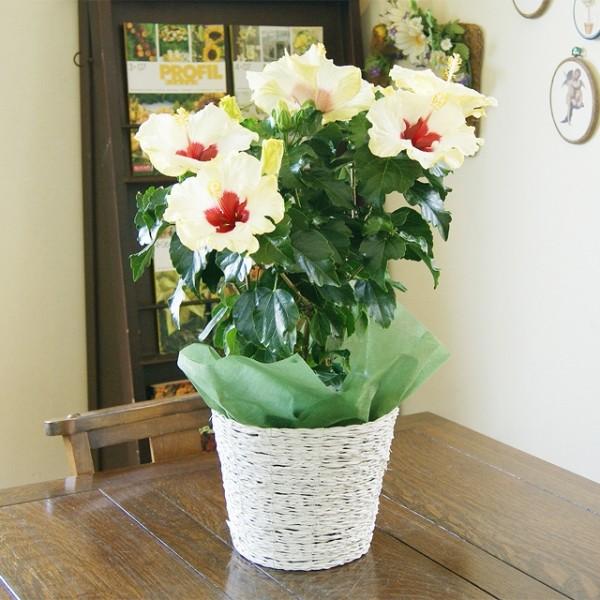 人気急上昇 ハイビスカス 鉢植え ５寸 観葉植物 インテリアグリーン プレゼント誕生日 結婚記念日 結婚祝い 画像 送料無料