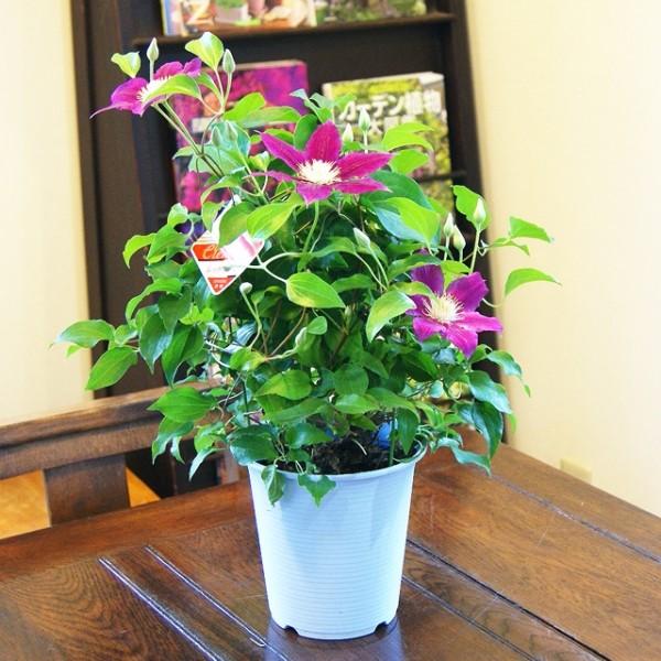 正規販売店 クレマチス テッセン 鉢植えの花 鉢植え 観葉植物 インテリアグリーン プレゼント誕生日 結婚記念日 結婚祝い 画像 送料無料 Chinahaulcommunity Com