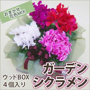 シクラメン ウッドボックスセット お歳暮 ミニシクラメン セレナー