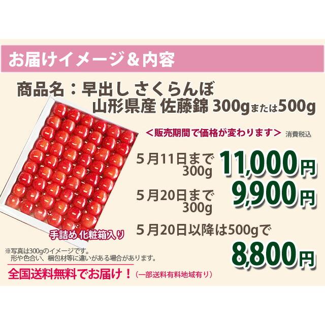 さくらんぼ 父の日 お中元 佐藤錦 ギフト プレゼント 早出し　さくらんぼ 佐藤錦　手詰め 300g　4月30日まで 1kg 500g ばら詰め 山形産 農産物｜kajuaru｜03