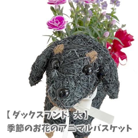 アニマルバスケット ダックスフンド 犬 母の日 父の日 2025 プレゼント