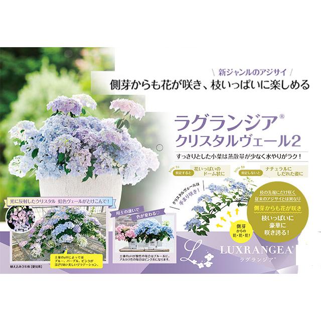 アジサイ 紫陽花 あじさい 【 アジサイ ラグランジア クリスタルベール２ あじさい 送料無料 鉢植え 紫陽花 】 2026年 母の日 プレゼント ギフト_1