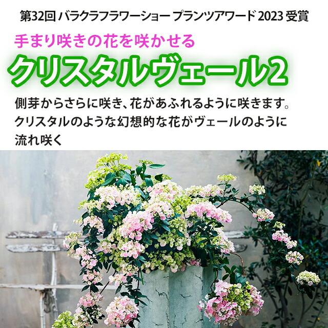 アジサイ 紫陽花 あじさい 【 アジサイ ラグランジア クリスタルベール２ あじさい 送料無料 鉢植え 紫陽花 】 2026年 母の日 プレゼント ギフト_2