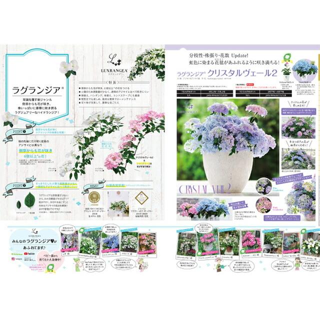 アジサイ 紫陽花 あじさい 【 アジサイ ラグランジア クリスタルベール２ あじさい 送料無料 鉢植え 紫陽花 】 2026年 母の日 プレゼント ギフト_3