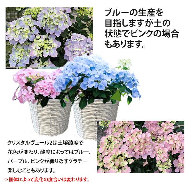 アジサイ 紫陽花 あじさい 【 アジサイ ラグランジア クリスタルベール２ あじさい 送料無料 鉢植え 紫陽花 】 2024年 母の日 プレゼント ギフト｜kajuaru｜05