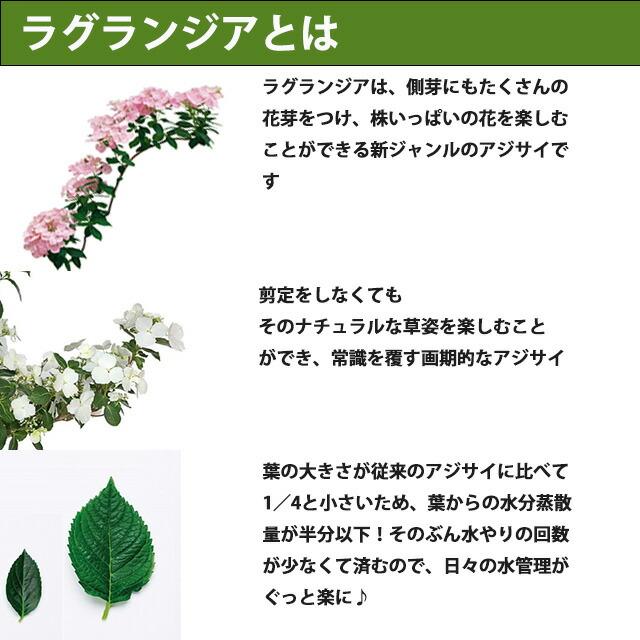 アジサイ 紫陽花 あじさい 【 アジサイ ラグランジア クリスタルベール２ あじさい 送料無料 鉢植え 紫陽花 】 2026年 母の日 プレゼント ギフト_5