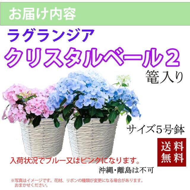 アジサイ 紫陽花 あじさい 【 アジサイ ラグランジア クリスタルベール２ あじさい 送料無料 鉢植え 紫陽花 】 2026年 母の日 プレゼント ギフト_6