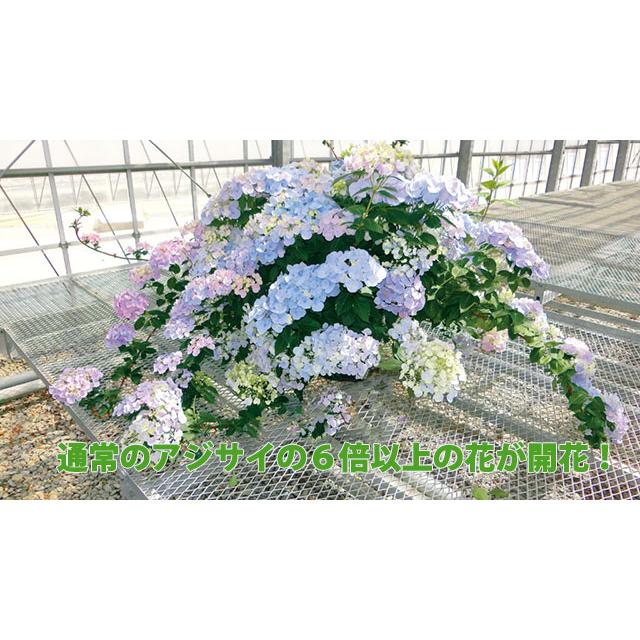 アジサイ 紫陽花 あじさい 【 アジサイ ラグランジア クリスタルベール２ あじさい 送料無料 鉢植え 紫陽花 】 2026年 母の日 プレゼント ギフト_7