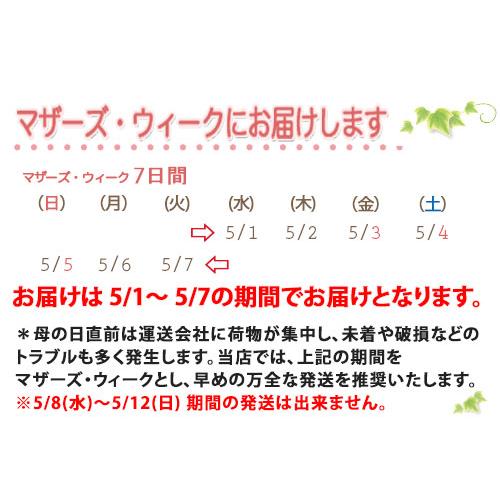 アジサイ 紫陽花 あじさい 【 アジサイ ラグランジア クリスタルベール２ あじさい 送料無料 鉢植え 紫陽花 】 2026年 母の日 プレゼント ギフト_8