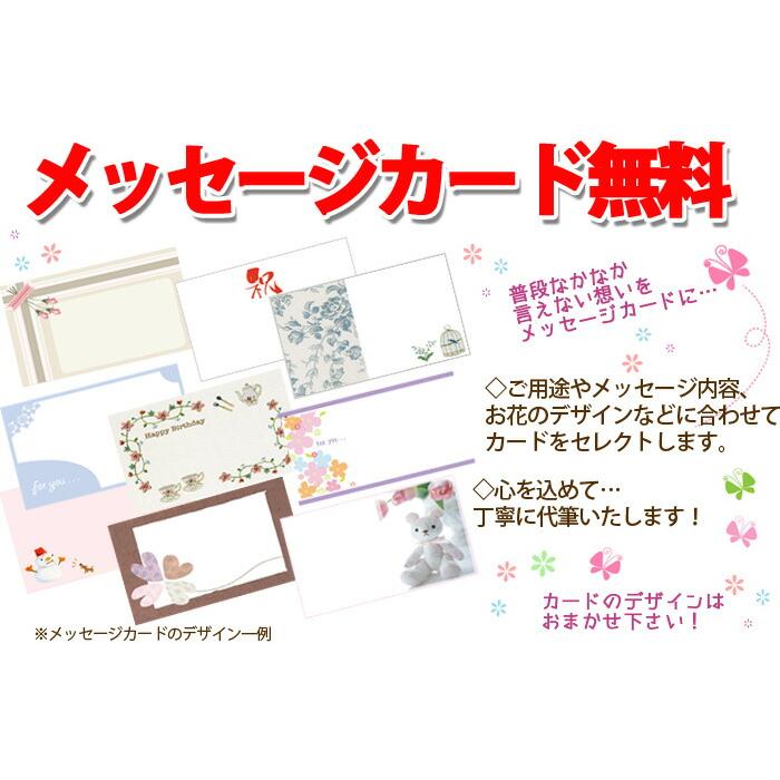 アジサイ 紫陽花 あじさい 【 アジサイ ラグランジア クリスタルベール２ あじさい 送料無料 鉢植え 紫陽花 】 2026年 母の日 プレゼント ギフト_9