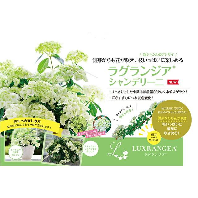 アジサイ 紫陽花 あじさい 【 アジサイ ラグランジア シャンデリーニ あじさい 送料無料 鉢植え 紫陽花 】 2024年 母の日 プレゼント ギフト｜kajuaru｜02