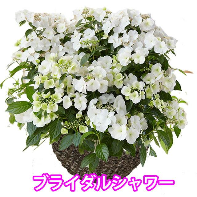 アジサイ 紫陽花 あじさい ラグランジア ブライダルシャワー 大 7寸