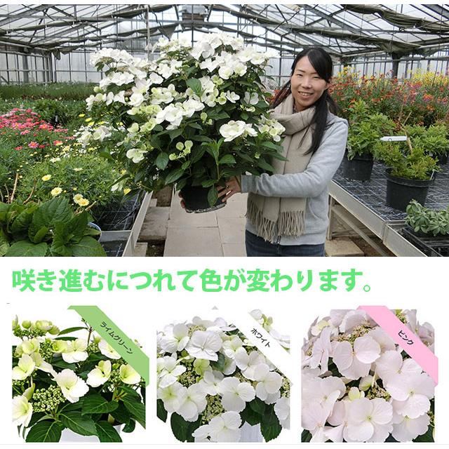 アジサイ 紫陽花 あじさい 【 アジサイ ラグランジア ブライダルシャワー あじさい 送料無料 鉢植え 紫陽花 】 2024年 母の日 プレゼント ギフト｜kajuaru｜09