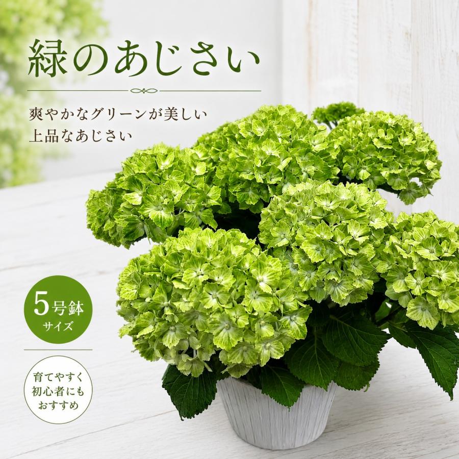 あじさい グリーン 紫陽花 鉢植え 緑 5寸 マジカルラプソディー