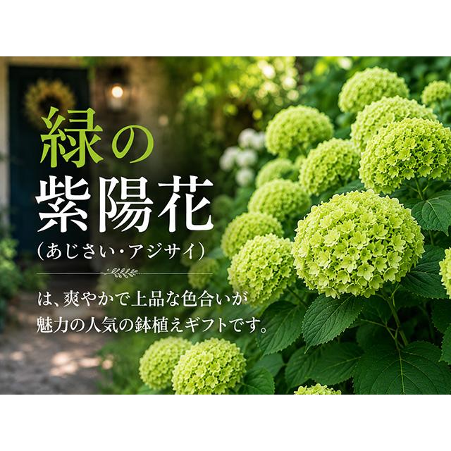 あじさい グリーン 紫陽花 鉢植え 緑 5寸 マジカルラプソディー