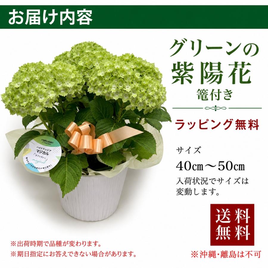 あじさい グリーン 紫陽花 鉢植え 緑 5寸 マジカルラプソディー