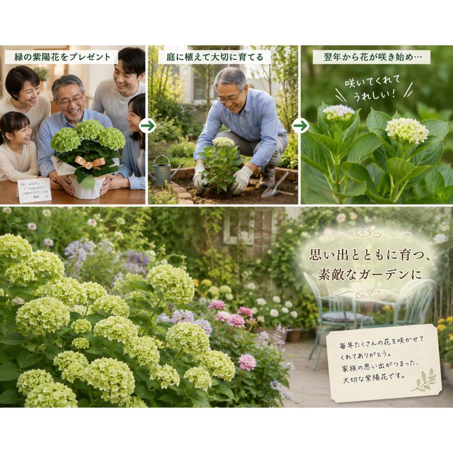 あじさい グリーン 紫陽花 鉢植え 緑 5寸 マジカルラプソディー