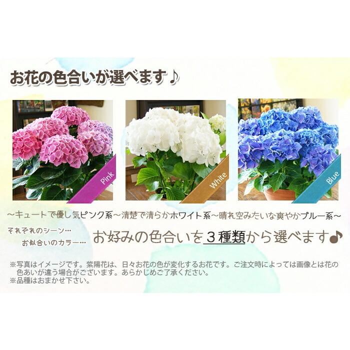 あじさい アジサイ 紫陽花 色が選べるアジサイ 母の日 2026 父の日
