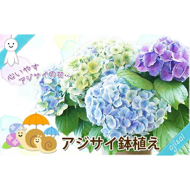 あじさい アジサイ 紫陽花 色が選べるアジサイ 母の日 2026 父の日