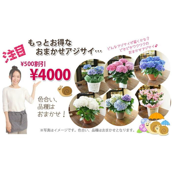 あじさい アジサイ 紫陽花 色が選べるアジサイ 母の日 2026 父の日