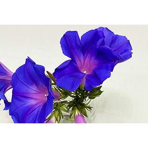 朝顔 あさがお アサガオ 鉢植え 琉球朝顔 クリスタルブルー 6寸