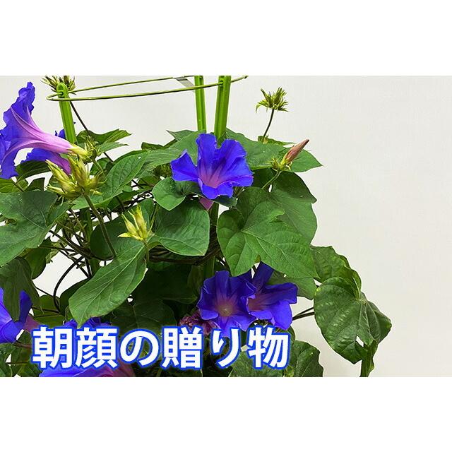 朝顔 あさがお アサガオ 鉢植え 琉球朝顔 6寸 オーシャンブルー