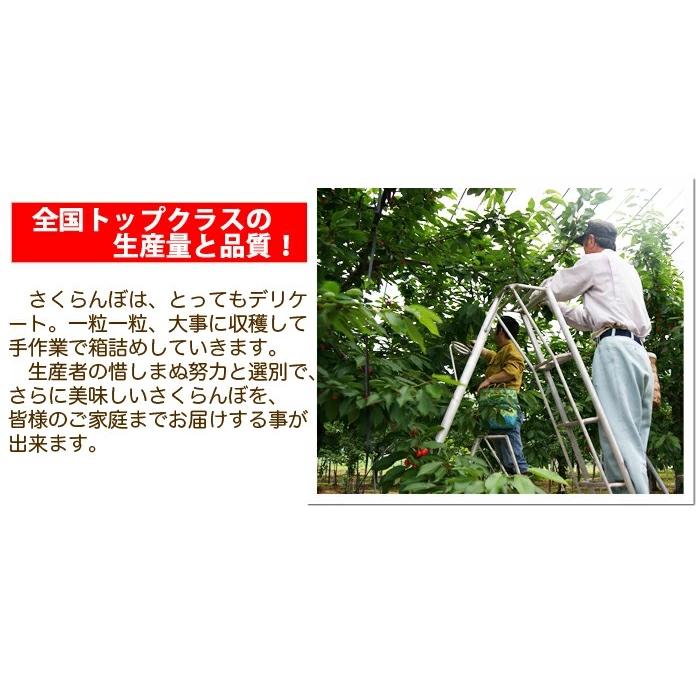 さくらんぼ 2026年 紅秀峰 訳あり L 以上 バラ詰め 1kg b80 丸勘
