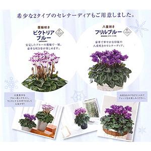 シクラメン 月下 青 ブルー 紫 5号 鉢花 お歳暮 いい夫婦の日