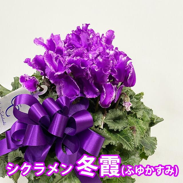 シクラメン 冬霞 daiei カゴ入り 送料無料 青 ブルー 紫 5号 鉢花