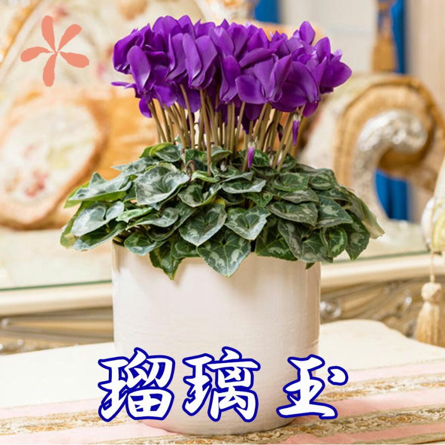 シクラメン 瑠璃玉 大栄花園 カゴ入り 送料無料 青 ブルー 紫 5号 鉢花 ギフト お歳暮 いい夫婦の日 プレゼント 香 クリスマス 誕生日 結婚記念日 花ギフト Daiei Ruridama Dale 花ギフト山形産果物野菜花樹有 通販 Yahoo ショッピング