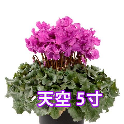 2994円 99 Off シクラメン 天空 大栄花園 カゴ入り 送料無料 青 ブルー 紫 5号 鉢花 ギフト お歳暮 いい夫婦の日 プレゼント 香 クリスマス 誕生日 結婚記念日 花ギフト 鉢植え