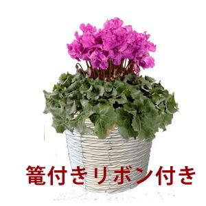 2026年 予約 シクラメン 天空 青 ブルー 紫 5号 鉢花 お歳暮 いい夫婦