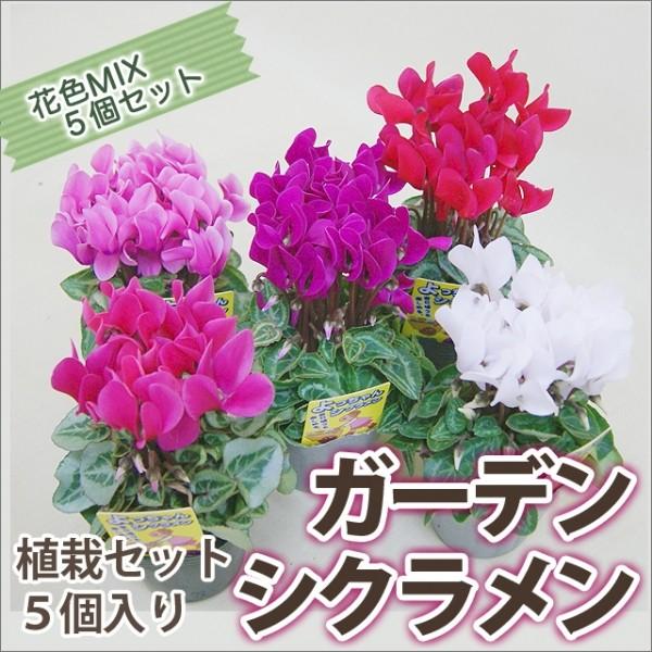新しいコレクション ガーデンシクラメン 植栽セット ５個入り