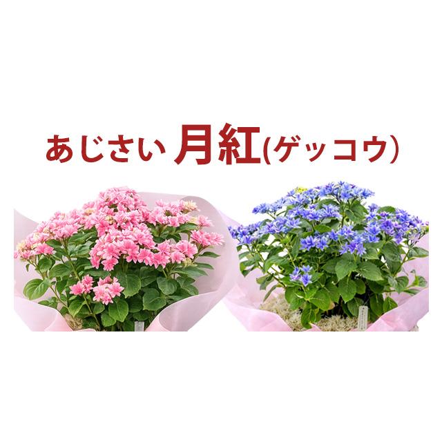 母の日 2026 ギフト あじさい 紫陽花 月虹 ゲッコウ ブルー ピンク 5号