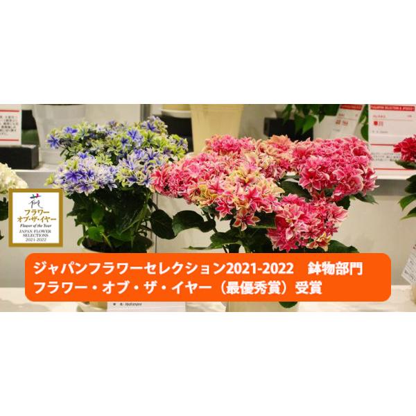 母の日 2026 ギフト あじさい 紫陽花 月虹 ゲッコウ ブルー ピンク 5号