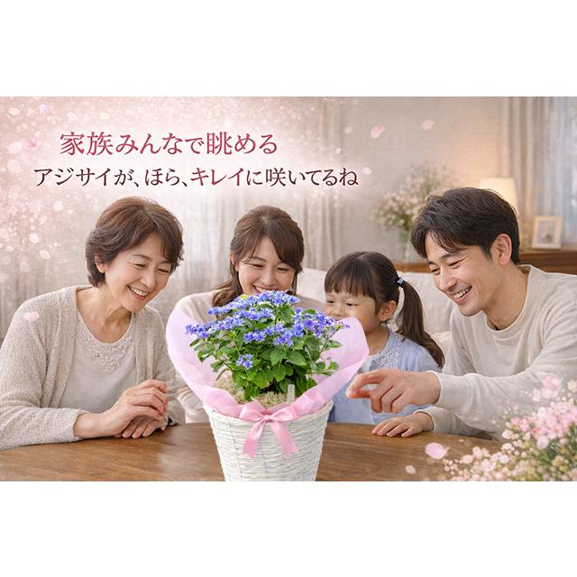 母の日 2026 ギフト あじさい 紫陽花 月虹 ゲッコウ ブルー ピンク 5号