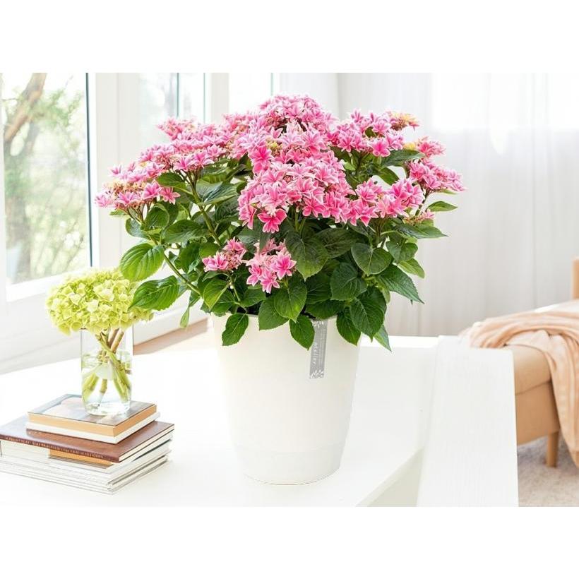 母の日 2026 ギフト あじさい 紫陽花 月虹 ゲッコウ ブルー ピンク 5号