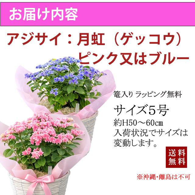 母の日 2026 ギフト あじさい 紫陽花 月虹 ゲッコウ ブルー ピンク 5号