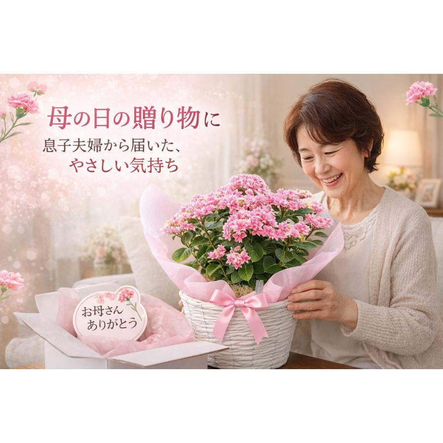 母の日 2026 ギフト あじさい 紫陽花 月虹 ゲッコウ ブルー ピンク 5号