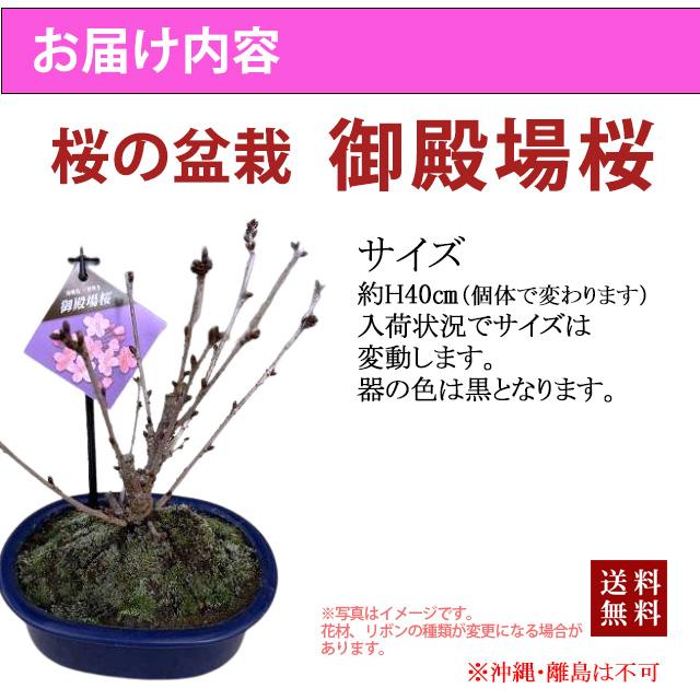 桜 盆栽 さくら サクラ 御殿場桜 ミニ盆栽 ギフト プレゼント ひな祭り 桃の節句 ホワイトデー 卒業 入学 送別 お供え 誕生日 結婚記念日あさひやま 花ギフト｜kajuaru｜02