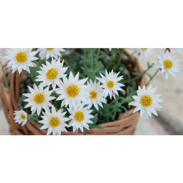 WHYTO（ホワイト） ヘリクリサム 鉢植え 鉢 花かんざし 5寸 篭付き